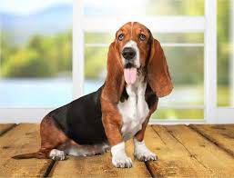 Image result for basset hound