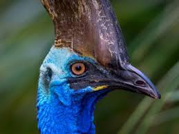 Maybe you would like to learn more about one of these? Wetlands San Diego Zoo Animals Plants