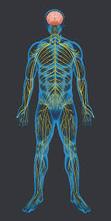 Chemicals called neurotransmitters are released at. What Is The Autonomic Nervous System And Can We Control It The Good Human