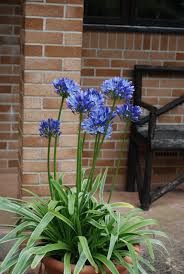 Image result for Agapanthus africanus
