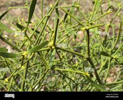 Image result for Viscum subserratum