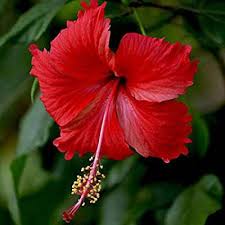 Maybe you would like to learn more about one of these? Ways In Which Hibiscus Flower Can Help Your Hair Ahs India