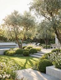 Image result for Olea europaea