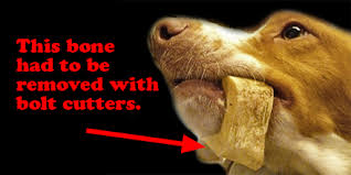 Cooked chicken bones pose a threat as they can easily become brittle and break, causing your cat great harm. Feeding Your Dog Bones Don T Do It And Here S Why