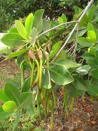 Image result for Rhizophora