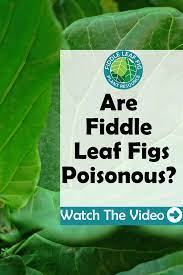 Are Fiddle Leaf Figs Poisonous To Dogs Cats And Children Discover How Toxicity Is Measured And Which Class Of To Fiddle Leaf Fig Fiddle Leaf Fiddle Fig Tree