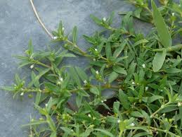 Image result for Oldenlandia affinis