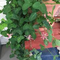 Image result for Passiflora sanguinolenta