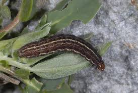 Image result for Syngrapha hochenwarthi