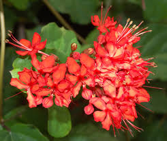 Image result for Clerodendrum splendens
