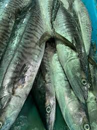 Ikan tenggiri banyak dicari oleh banyak orang karena kandungan gizi yang banyak dan citarasa ikannya yang lezat. ç«¹èƒ¶ Spanish Mackerel Ikan Chong U Long Fishery Facebook
