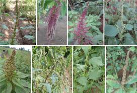 Image result for Amaranthus thunbergii