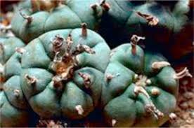 I was mailed this san pedro with some existing black spot issues , i put in dry cactus mix last. Mescaline An Overview Sciencedirect Topics