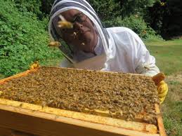 How does a beehive work. Is Beekeeping Right For You Perfectbee