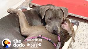 Sherry has more advice for adopters: Pittie Best Friends Had To Be Adopted Together The Dodo Adoption Day Youtube