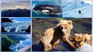 阿拉斯加 夏季不夜天 四个国家公园的精华 北美省钱快报dealmoon com 攻略in 2021 polar bear animals bear
