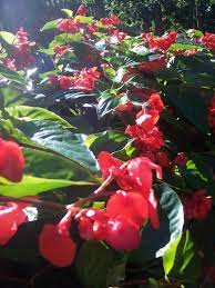 Pruning And Care Of Dragon Wing Begonias Begonia Dragon Wings Flowers