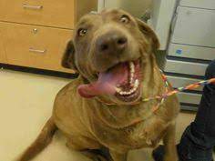 Some travelers to ogden like to visit ogden utah temple and snowbasin ski resort. 26 Weber County Humane Society In Ogden Utah Ideas Humane Society Animals Animal Shelter