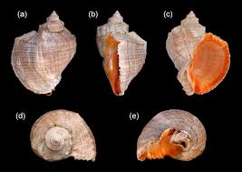 Image result for Warneckea walikalensis