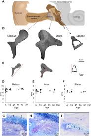 Stapes is the smallest bone of human body. Early Bone Tissue Aging In Human Auditory Ossicles Is Accompanied By Excessive Hypermineralization Osteocyte Death And Micropetrosis Scientific Reports
