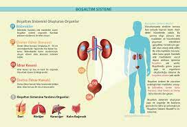 deniz kacin adli kullanicinin pinterest disi egitsel infografikler panosundaki pin infografik biyoloji tip