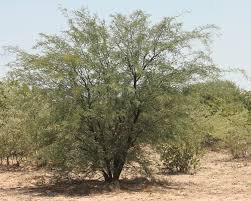 Image result for Prosopis glandulosa