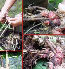 Oke ini dia perkebunan jahe merah yang ada di desa subulussalam kecamatan simpang kiri kota subulussalam. Bisnis Jahe Merah Omset Jutaan Modal Kecil