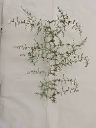 Image result for Asparagus petersianus