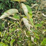 Image result for Croton dichogamus