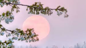 Apr 24, 2021 at 5:54:27 am: A Pink Super Moon Will Light Up The Night Sky In April Mental Floss
