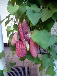 Image result for Aristolochia