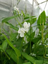 Image result for Maranta arundinacea