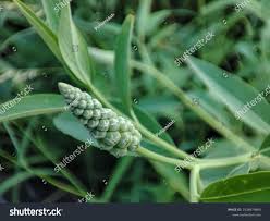 Image result for Sphenoclea zeylanica