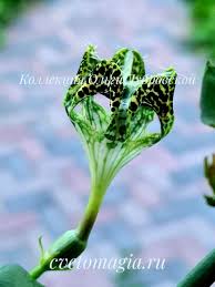 Image result for Ceropegia monteiroae