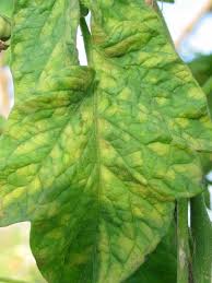You can inspect the leaf undersides for live aphids; Leaf Mold On Tomatoes Vegetable Pathology Long Island Horticultural Research Extension Center