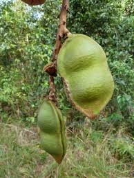 Image result for Macropsychanthus