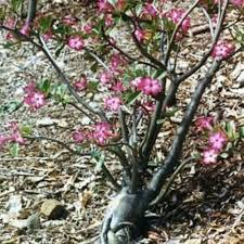 Image result for Ctenium somalense