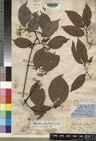 Image result for Hippocratea pallens