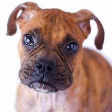 Advice from breed experts to make a safe choice. Home Blue Ridge Boxer Rescue
