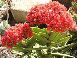 Image result for Crassula perfoliata