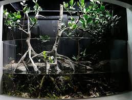 Freshwater Mangrove Aquarium 1000 Ideas Biotope Aquarium Aquarium Aquascape Aquarium
