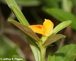 Image result for Stylosanthes