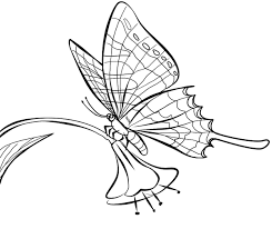 Bentuknya sangat mudah untuk dibuat sketsa meskipun ada beberapa yang bentuk sayapnya rumit. 4441 Sketsa Kupu Kupu Berwarna Terbang Cantik Mudah Lengkap