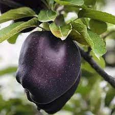 Delicious when eaten as a desert with cream and a touch of rum or vanilla. Zlking 50pcs Organic English Rare Black Apple Seed Bonsai Black Diamond Apple Tree Plant Plant Dwarf Apple Bonsai Rare Perennial Fruit Plant For Family Garden Plant Buy Online In United Arab Emirates