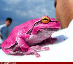 Pink Poison Frog Pictures Cute Frogs Frog