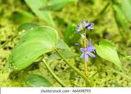 Image result for Monochoria