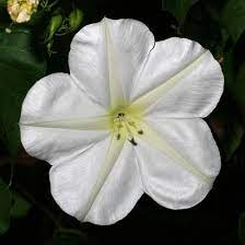 Ipomoea Alba Moonflower Tropical White Morning Glory Moon Flower Moon Vine Moon Flower Plant Moon Flower Hawaiian Plants