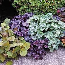 Perennials Mixed Coral Bells Succulent Garden Design Heuchera Coral Bells
