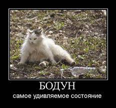 бодун / котэ (прикольные картинки с кошками) / смешные картинки и другие  приколы: комиксы, гиф анимация, видео, лучший интеллектуальный юмор.