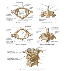 Atlas and axis bone model attached with bands | ebay. Atlas And Axis Anatomy
